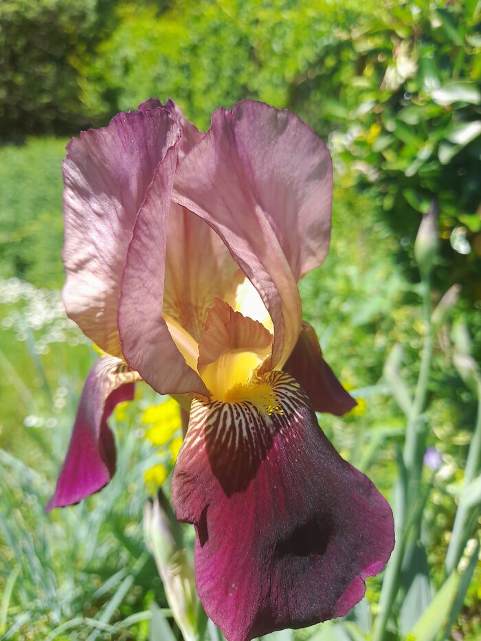 After Years Of Doing Nothing, Finally An Irisl