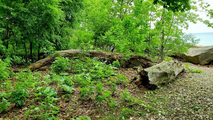 Lake Michigan, Upper Right. A Secret Place I Found To Sit. Northwestern University Area