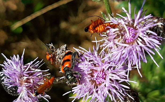 Summer Has Started With A Drought And In My Wild Garden Next To The House The Only Thing Blooming Are The Prickly Wildflowers And All The Little Creatures Have Come For Lunch😊