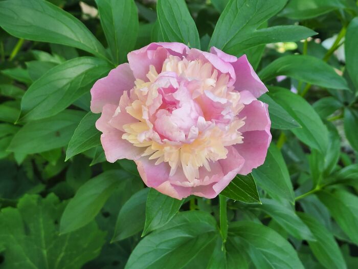 Looks Like A Watercolor Painting