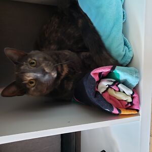 krystansullivan-adcock avatar