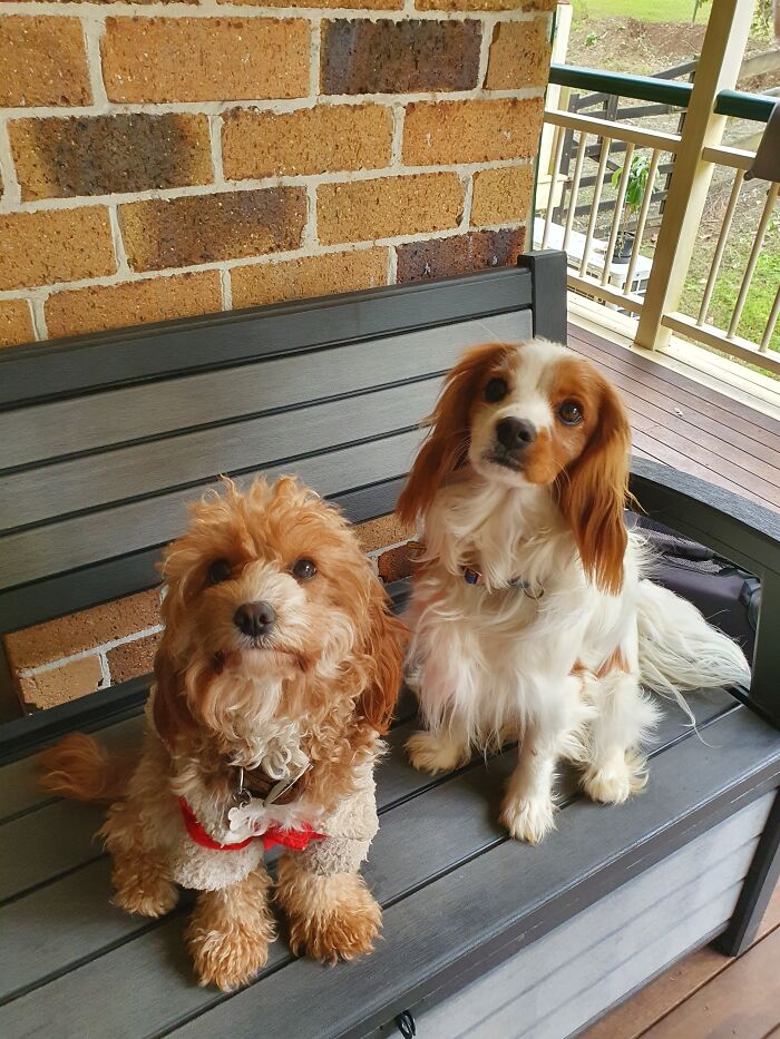 Pinto (Right) And Willow (Left)