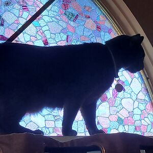 mary_marmalady avatar