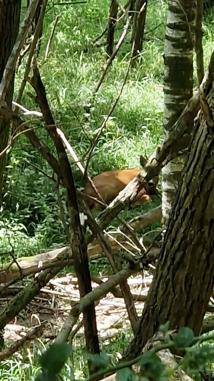 Deer camouflaged poorly in forest, illustrating funny wildlife photographing fails captured in nature.
