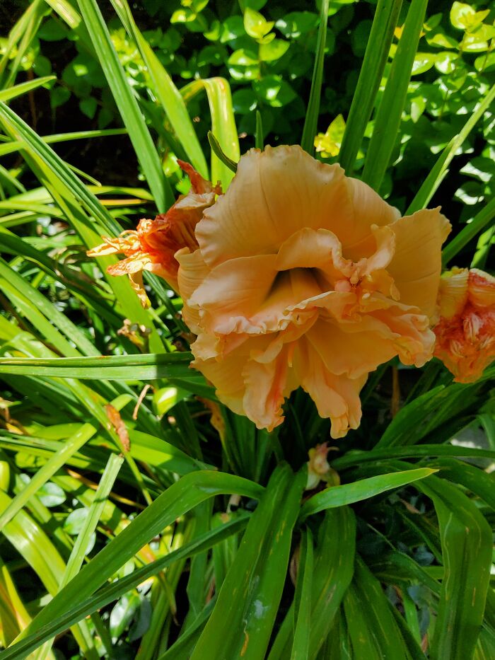 My Favorite Daylily, Right Outside My Front Door