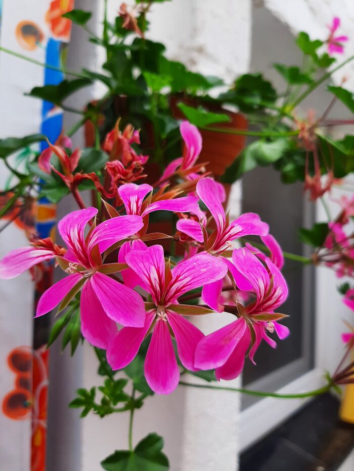 I'm Very Happy I Let My 8-Year-Old Pick The Colour Of The Geraniums.