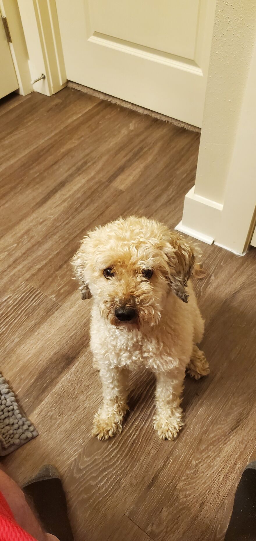 Before & After: Pets