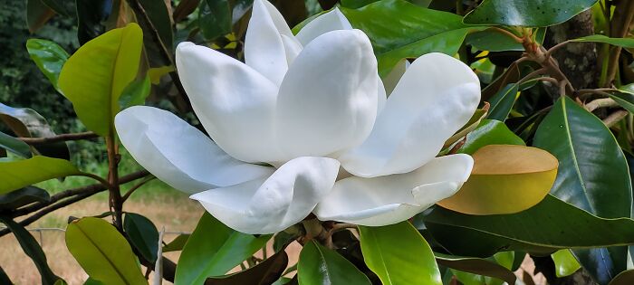 Magnolia Grandiflora