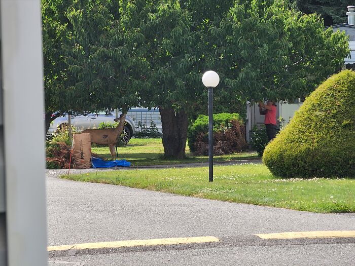 Just Helping Pick Cherries