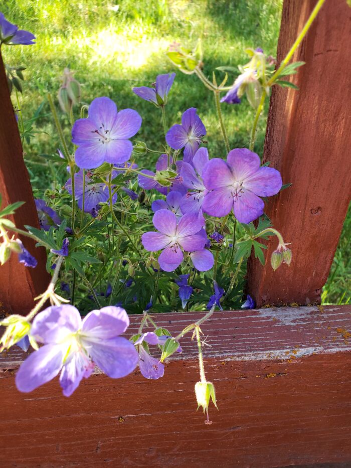 These Beauties Popped Up Not Too Long Ago. They're The First Thing I See When I Look Out My Back Door! I Just Love Them!