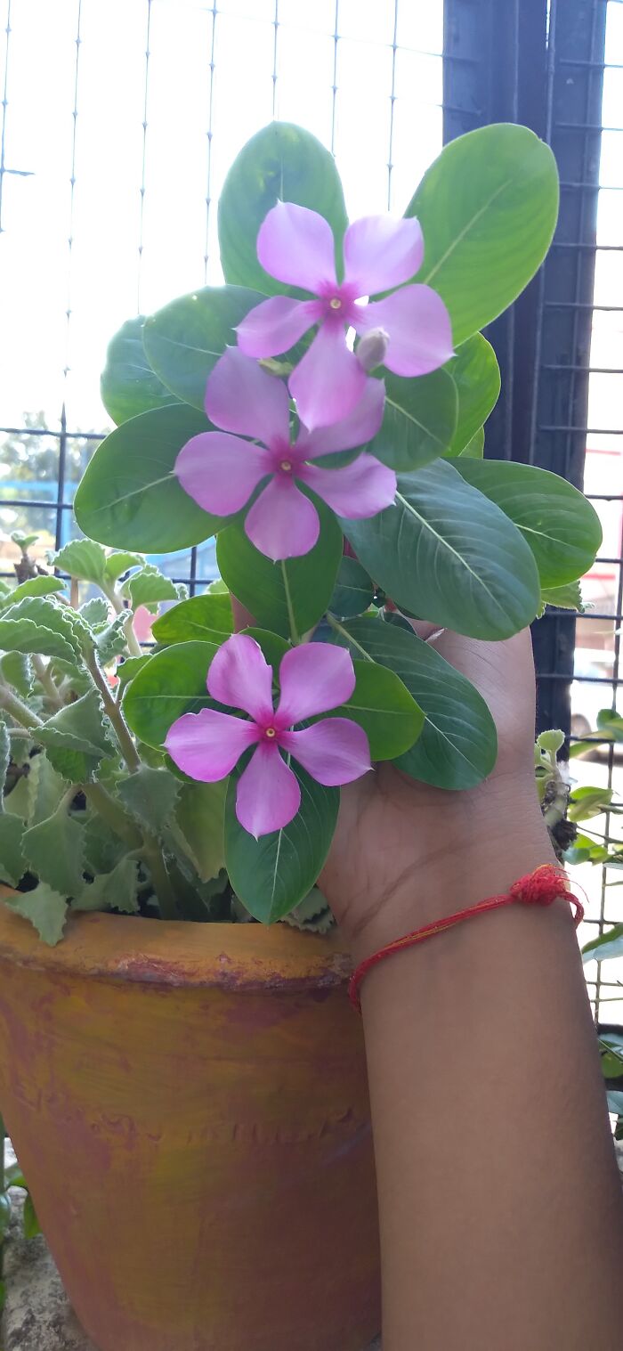 This Is The First Plant I Saw Today, Put My Hand In For Clarity.