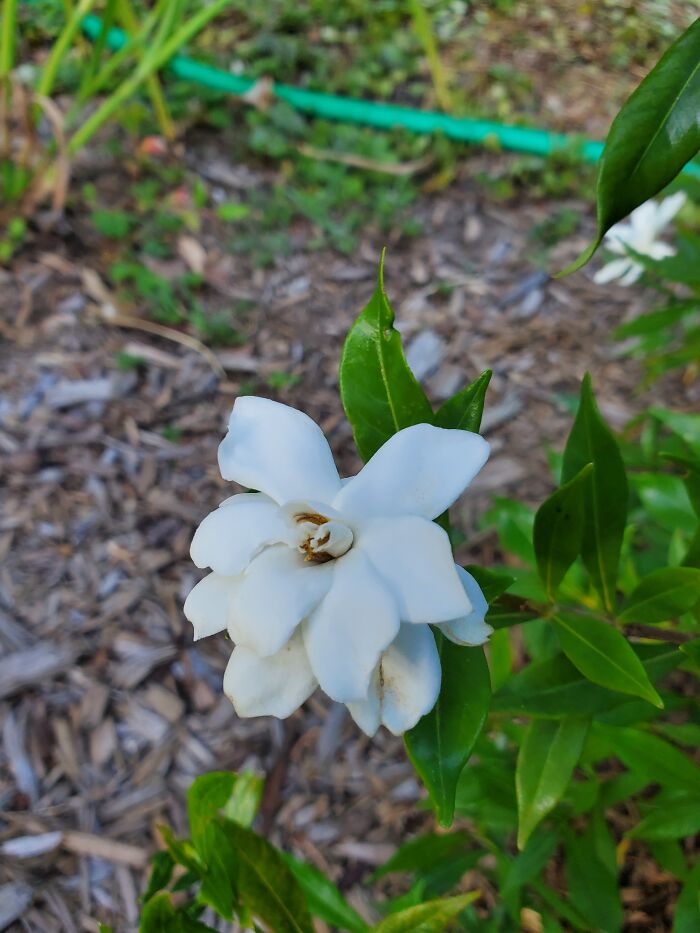 My Prized Gardenia