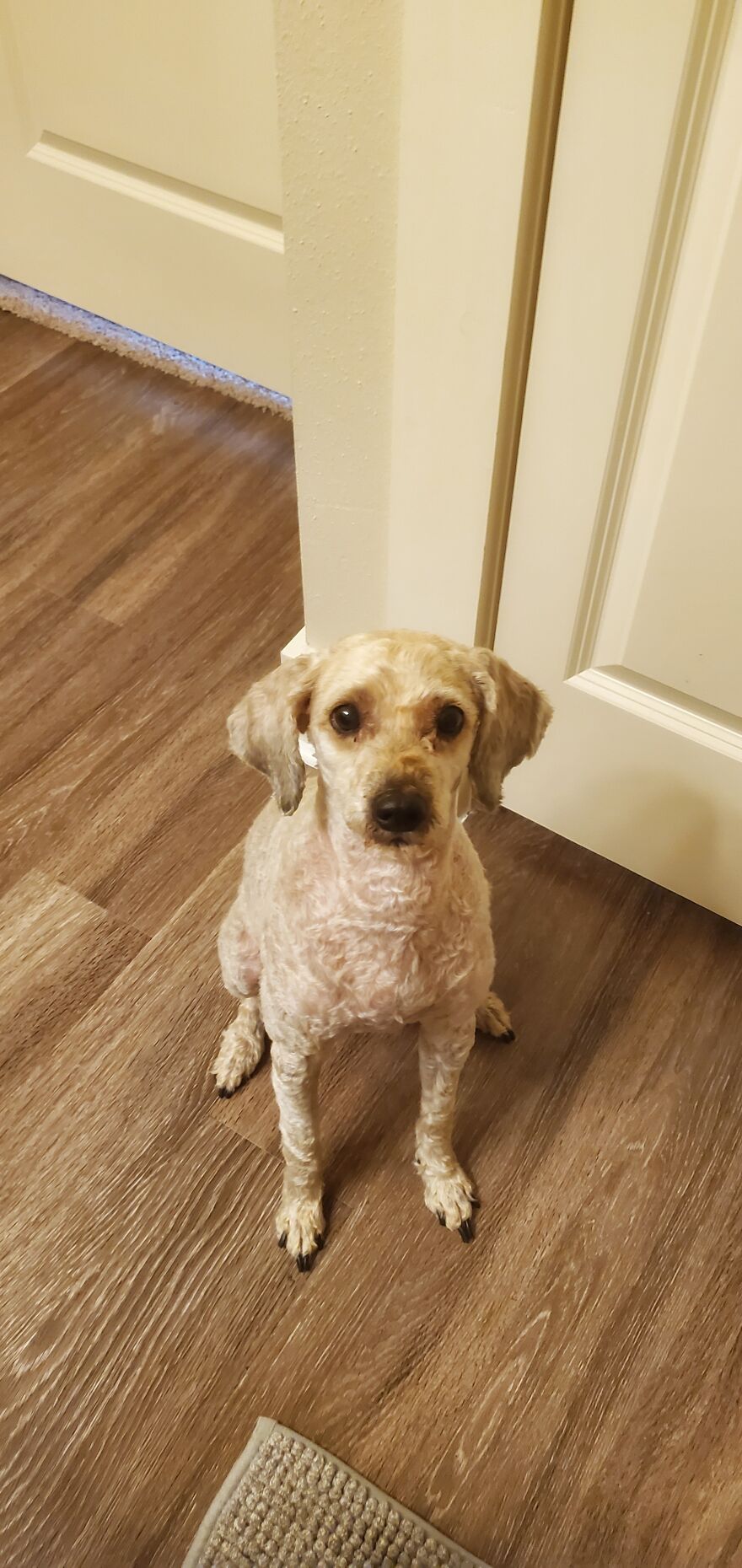 Before & After: Pets