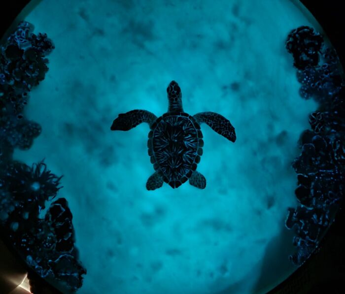 I Create Coffee Tables With Sculpted And Finely Painted Marine Creatures And Corals (13 Pics) - 2