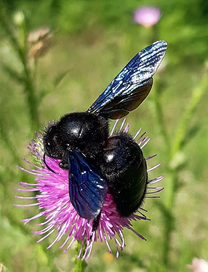 This Big, Really Big Bumblebee !