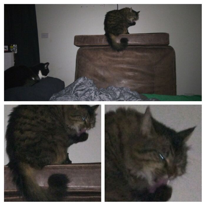 My Majestic Cat Queen Beeps (Aka Cybil).