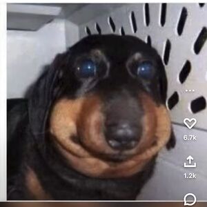 aylintuzmen_1 avatar