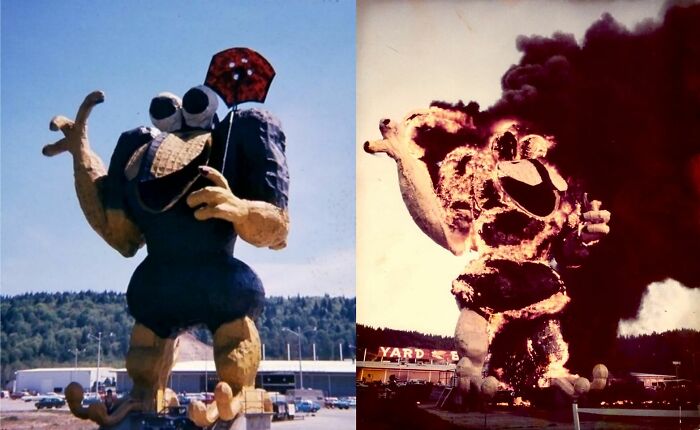 This Is The 60ft Giant Yard Bird That Once Stood At The Entrance Of The Yard Birds Family Shopping Center In Chehalis, Wa. It Was Completed In 1971. It Was So Big A Semi Truck Could Drive Between Its Legs. Then In 1976, A Guy's Souped Up Camero's Carburetors Backfired And Shot Flames Up The Leg Of The Freshly Repainted Bird. The Bird Burned In 12 Minutes And Sent Up A Column Of Black Smoke That Could Be Seen From Miles Around