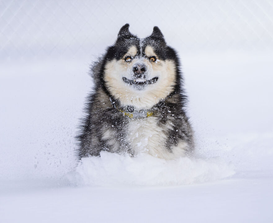 The 26 Finalists Of The 'Animal Friends Comedy Pet Photo Awards' Contest Have Been Announced