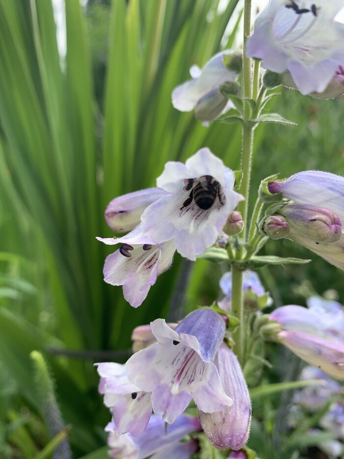 I Spent An Afternoon Photographing Bees In My Garden (7 Pics)