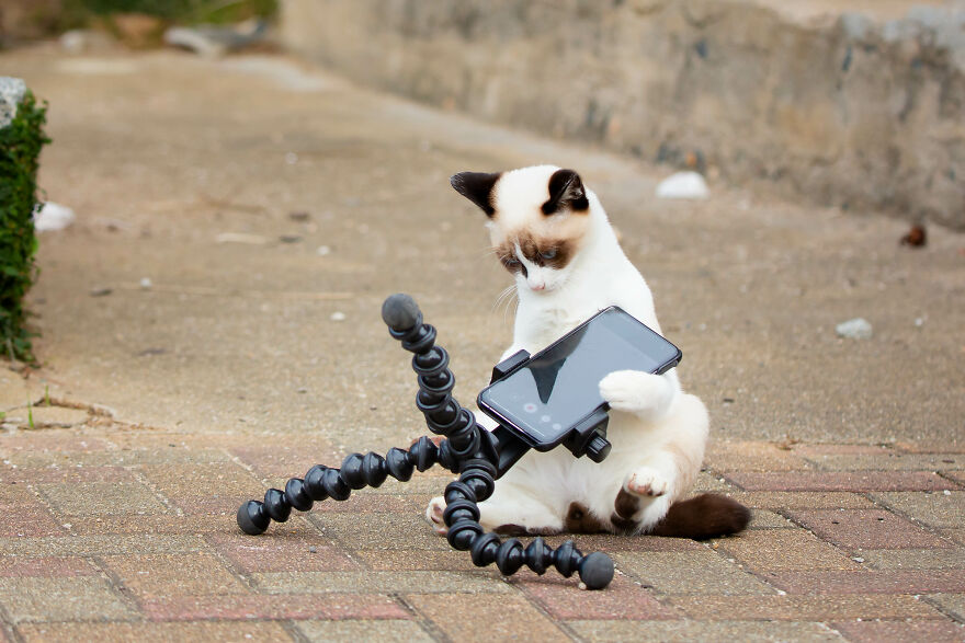 The 26 Finalists Of The 'Animal Friends Comedy Pet Photo Awards' Contest Have Been Announced