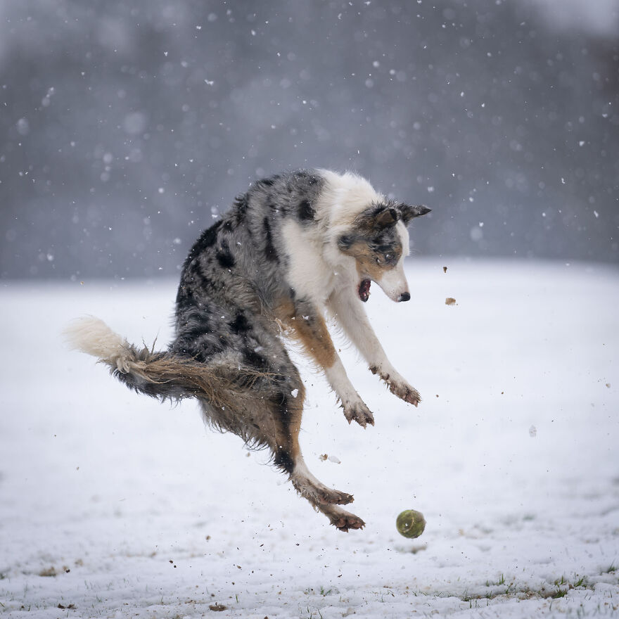 The 26 Finalists Of The 'Animal Friends Comedy Pet Photo Awards' Contest Have Been Announced