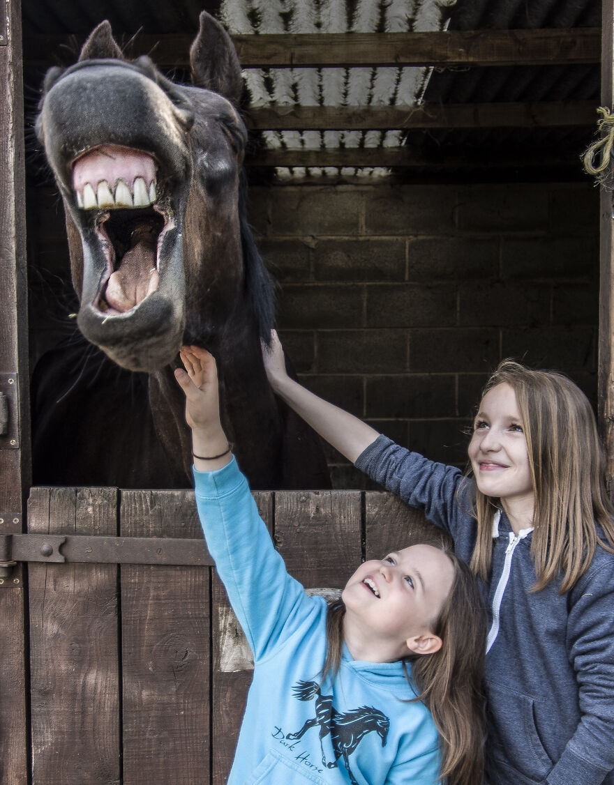 The 26 Finalists Of The 'Animal Friends Comedy Pet Photo Awards' Contest Have Been Announced