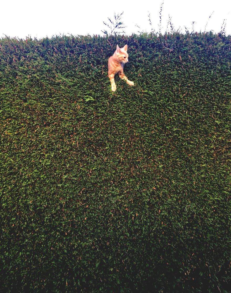 The 26 Finalists Of The 'Animal Friends Comedy Pet Photo Awards' Contest Have Been Announced