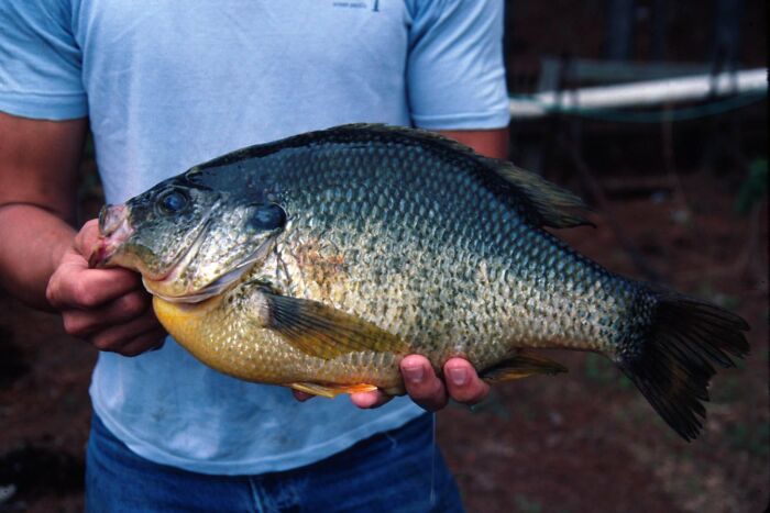Someone Asked Folks Online To Share The Food They Never Grew Out Of Hating, And 30 People Delivered - 24