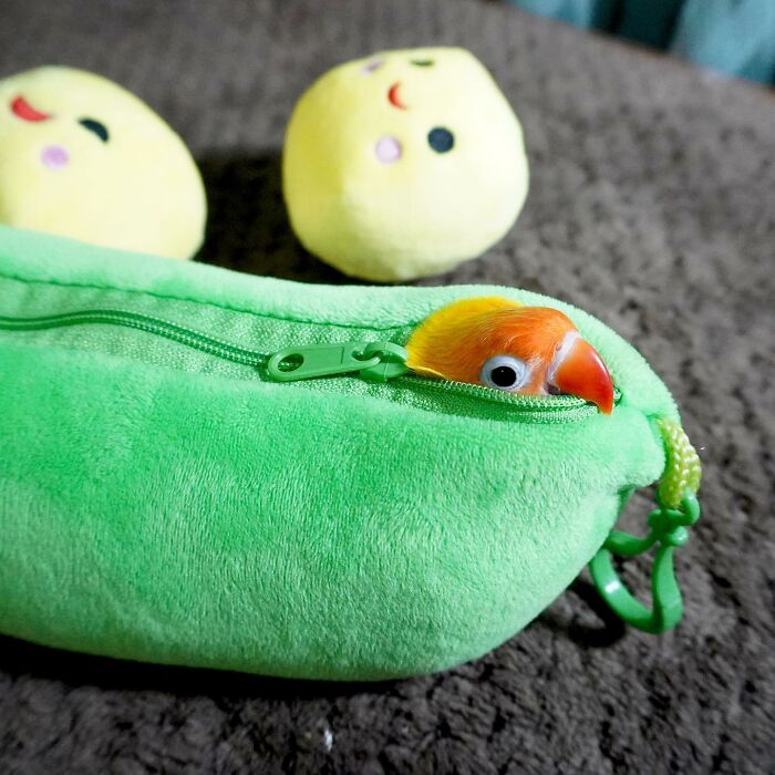 parrot looking from the penal in the shape of pod