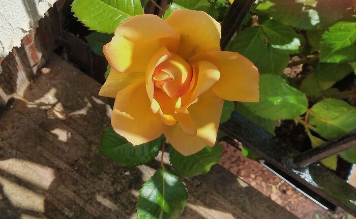 I Have This Beauty Greeting Me Whenever I Open The Door.