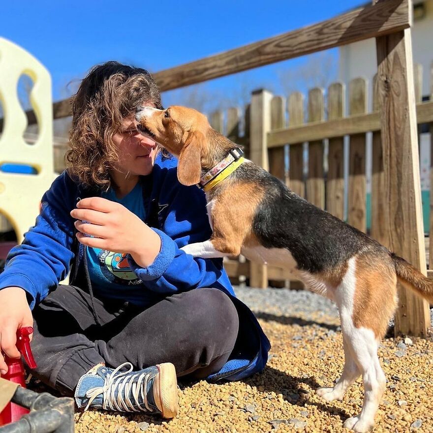 "They Don't Know What Grass Is": Over 4000 Beagles Got Rescued From A Medical Facility, And Now They Are In Dire Need Of New Homes "They Don't Know What Grass Is": Over 4000 Beagles Got Rescued From A Medical Facility, And Now They Are In Dire Need Of New Homes