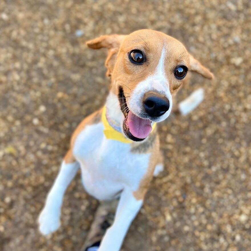 "They Don't Know What Grass Is": Over 4000 Beagles Got Rescued From A Medical Facility, And Now They Are In Dire Need Of New Homes "They Don't Know What Grass Is": Over 4000 Beagles Got Rescued From A Medical Facility, And Now They Are In Dire Need Of New Homes