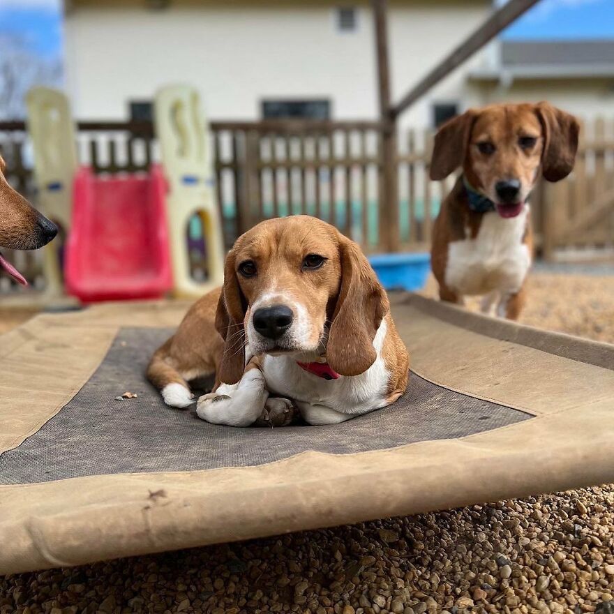"They Don't Know What Grass Is": Over 4000 Beagles Got Rescued From A Medical Facility, And Now They Are In Dire Need Of New Homes "They Don't Know What Grass Is": Over 4000 Beagles Got Rescued From A Medical Facility, And Now They Are In Dire Need Of New Homes