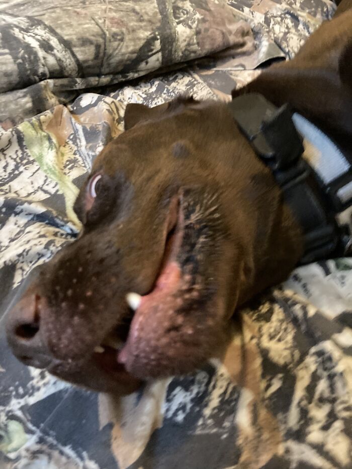 Just Wanted To Make You Guys Smile With My 90-Pound Friend