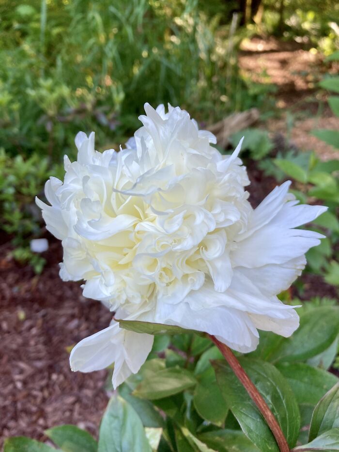 Charlie’s White Peony