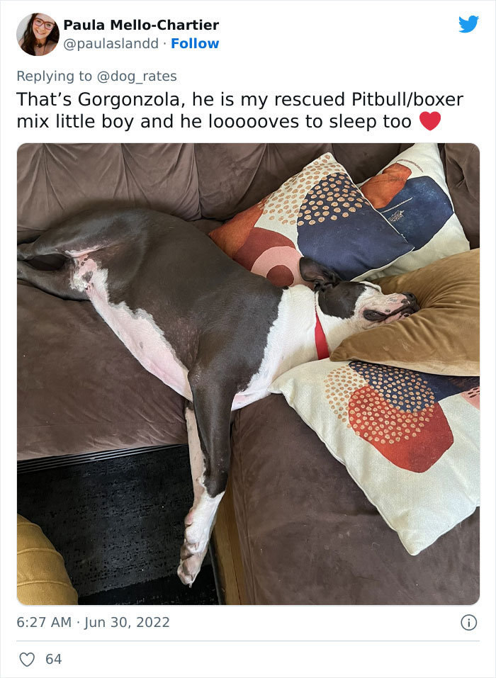 Guide-Pup-In-Training Falls Asleep During Important Photoshoot, And 11M People Can&rsquo;t Handle The Cuteness