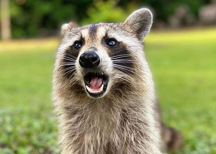 Esta madre mapache lleva a sus 4 hijos a conocer a la se&ntilde;ora que le daba de comer