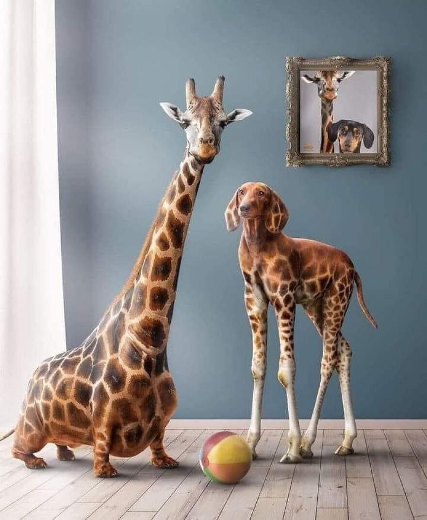 Animals Beyond Fairytale: I Make Bizarre Image Manipulations (21 Pics)