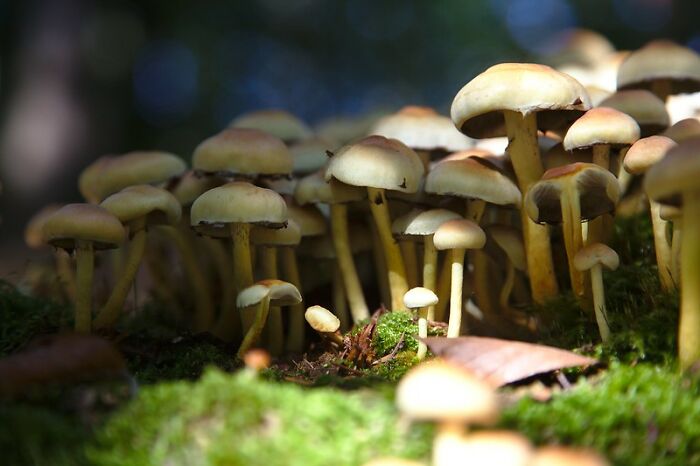 Someone Asked Folks Online To Share The Food They Never Grew Out Of Hating, And 30 People Delivered - 19