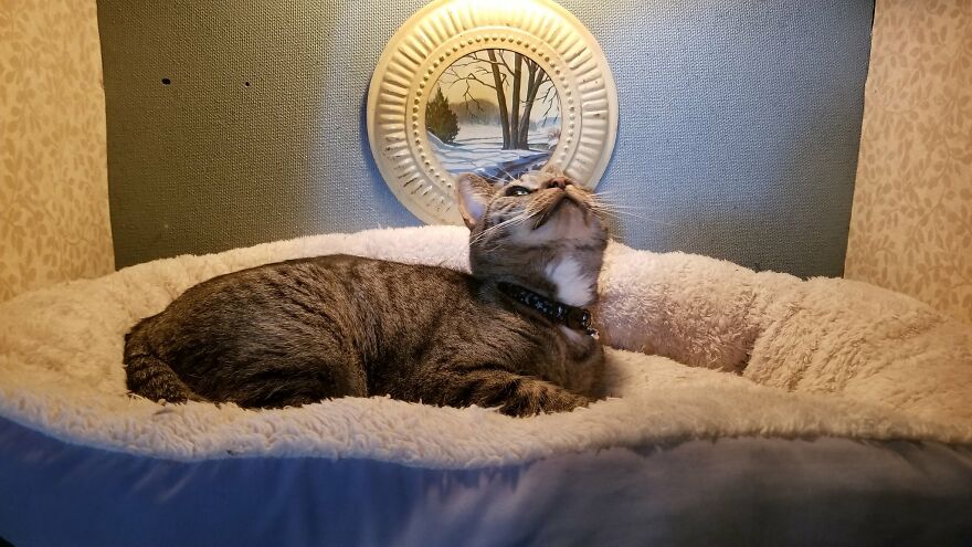 Dad Makes A Cat Bed For His Daughter's Feline From An Old TV, And It Hasn't Gone Unnoticed On The Socials