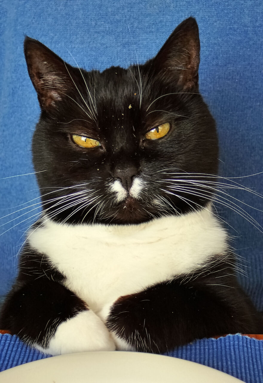 The 26 Finalists Of The 'Animal Friends Comedy Pet Photo Awards' Contest Have Been Announced