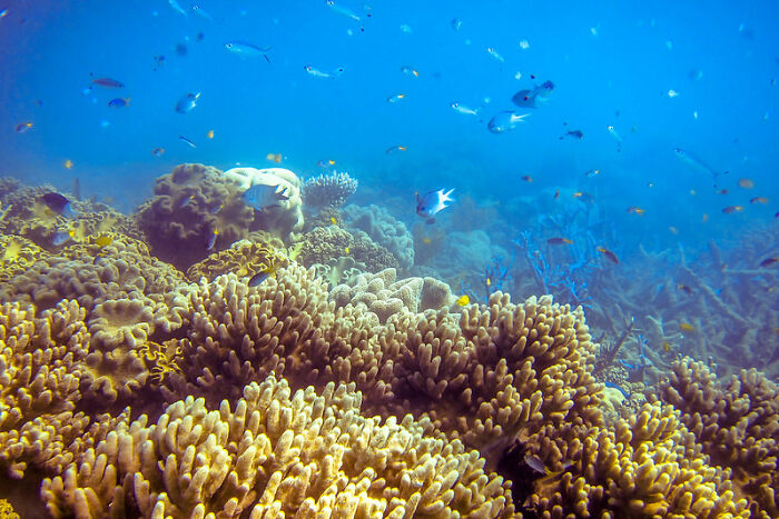 23 Fascinating, Weird Or Even Scary Facts About The Ocean People In This Online Group Decided To Share