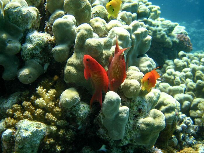 23 Fascinating, Weird Or Even Scary Facts About The Ocean People In This Online Group Decided To Share