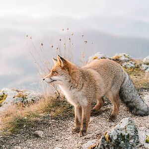 astridtvandam avatar