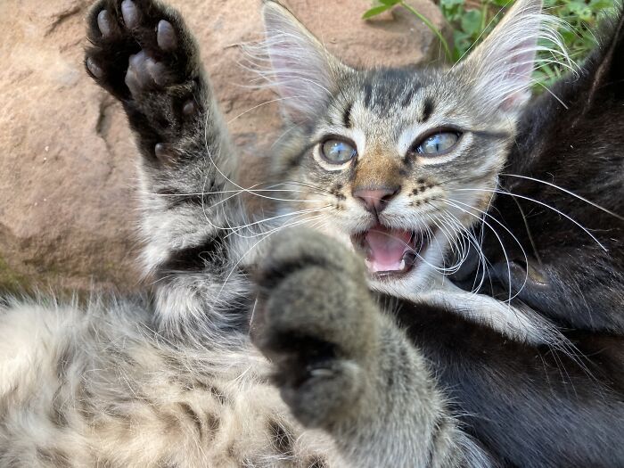 Unhand Me, Foul Brute!