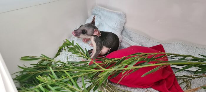 Didn't Buy It But... You Got To Feed It Every Hour Including Through The Night