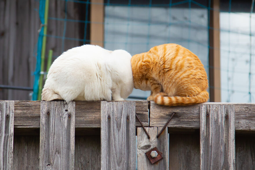 The 26 Finalists Of The 'Animal Friends Comedy Pet Photo Awards' Contest Have Been Announced