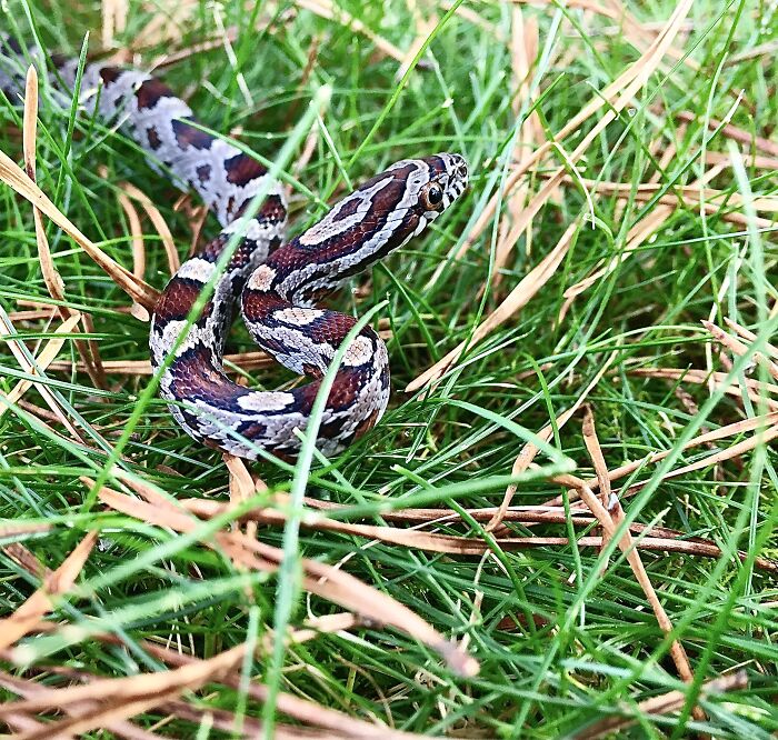 Madmartigan, My Corn Snake