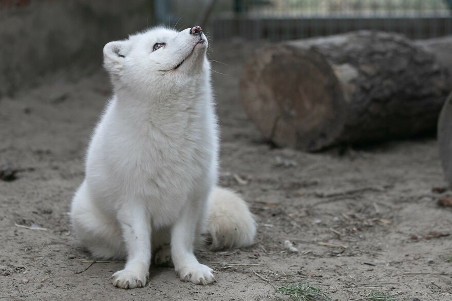 You Can Help End The Suffering Of Millions Of Animals In The European Union By Signing This Petition You Can Help End The Suffering Of Millions Of Animals In The European Union By Signing This Petition